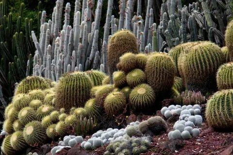 Los cactus