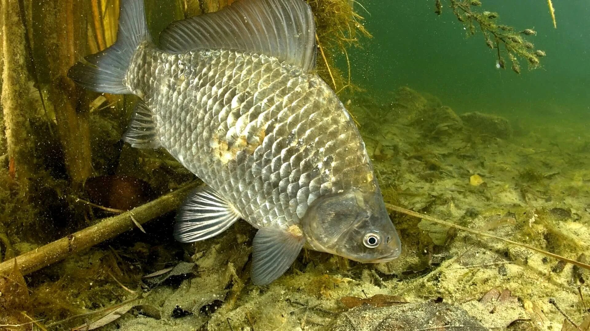 Серебряный карась (Carassius gibelio). Речной карась Буффало. Карась мабуна. Carassius auratus серебряный карась.