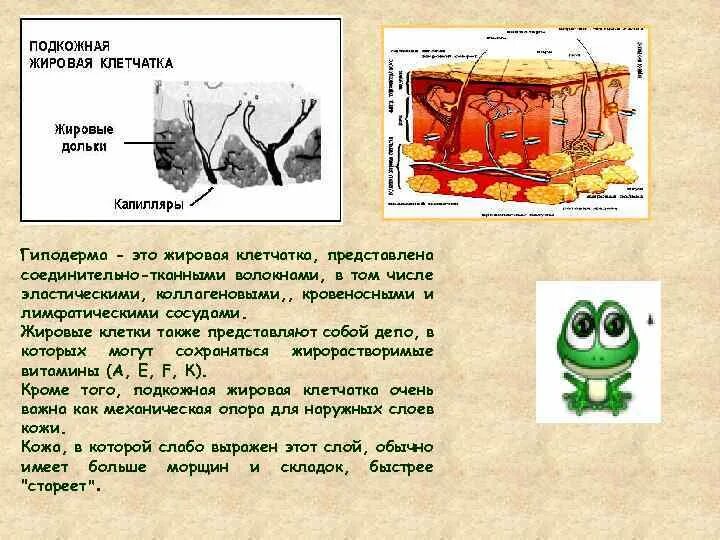 Какая ткань образует гиподерму какую функцию выполняет