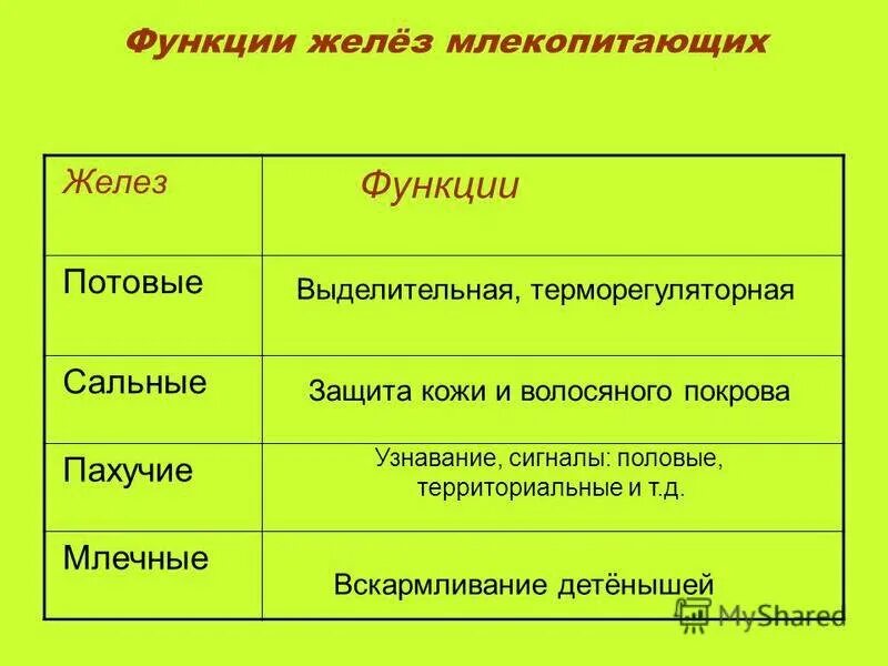 Типы желез в коже млекопитающих и их функции.. Функции желез млекопитающих таблица. Виды кожных желёз у млекопитающих. Функции желез млекопитающих таблица 7. Какую функцию выполняют потовые и сальные