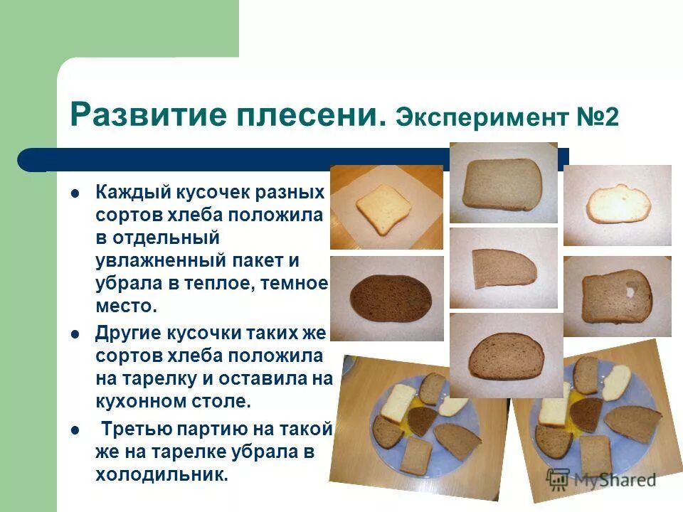 Опыт с плесенью 2 класс. Опыт с плесенью 2 класс. Лабораторная работа выращивание плесени. Опыт с плесенью 2 класс. Опыт с хлебом и плесенью.