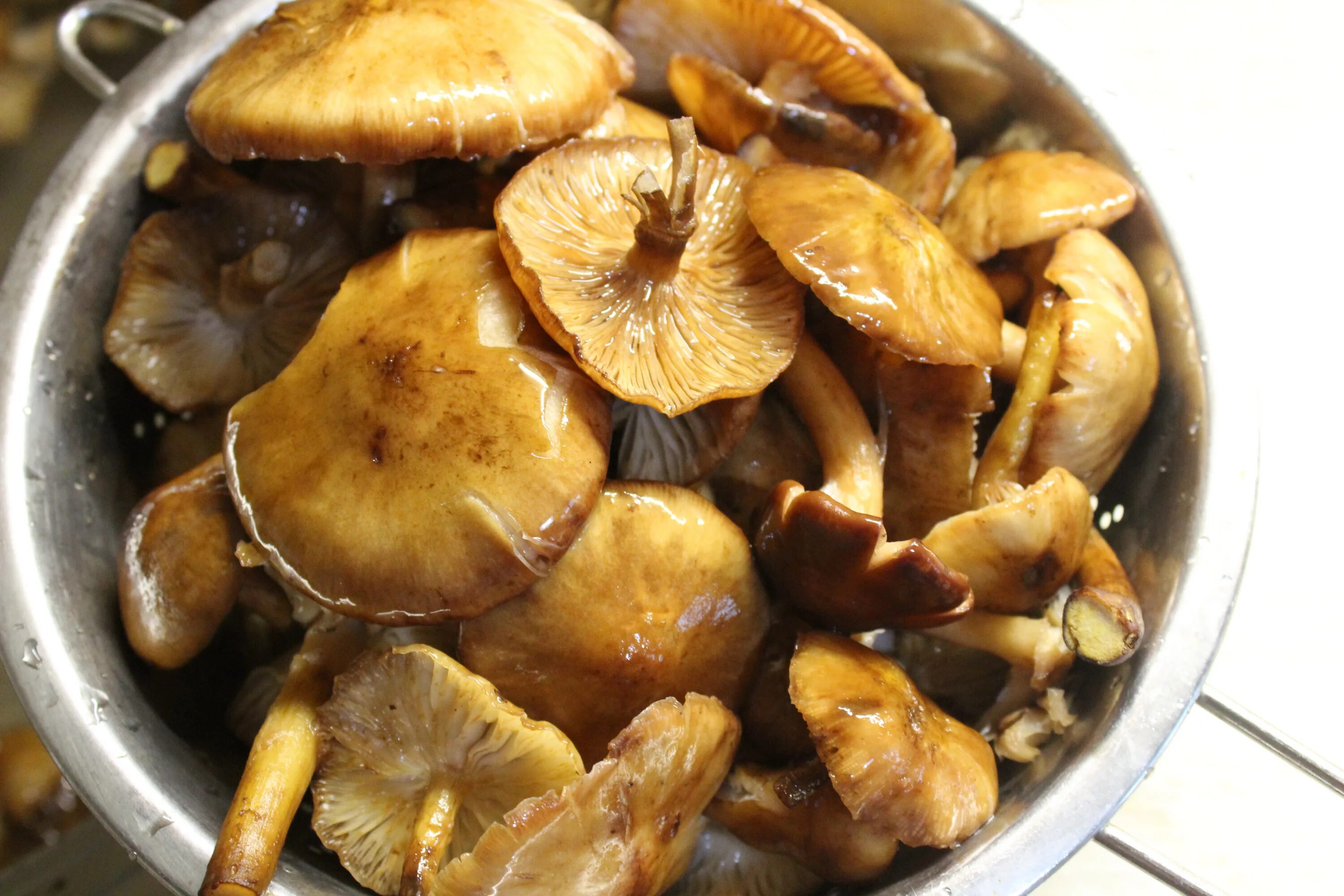 самые вкусные опята. грибочки опята жареные. маринованные опята по корейски. грибы успенские опята. самые вкусные опята.