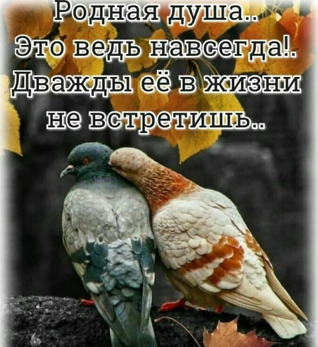 Души живут вместе. Родные души. Родная душа это ведь навсегда. Родственные души цитаты. Открытки родная душа.