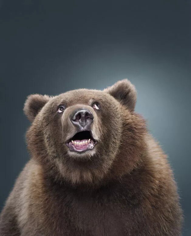 Смешной медведь. Медведь улыбается. Удивлённый медведь. Удивленный Медвежонок.