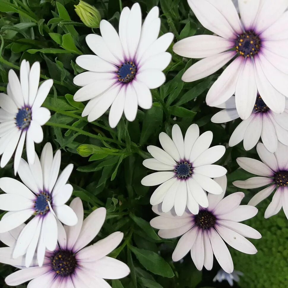 остеоспермум санни вайт. остеоспермум sunny felix. остеоспермум акила сансет шейдс. остеоспермум многолетка. остеоспермум в открытый грунт.