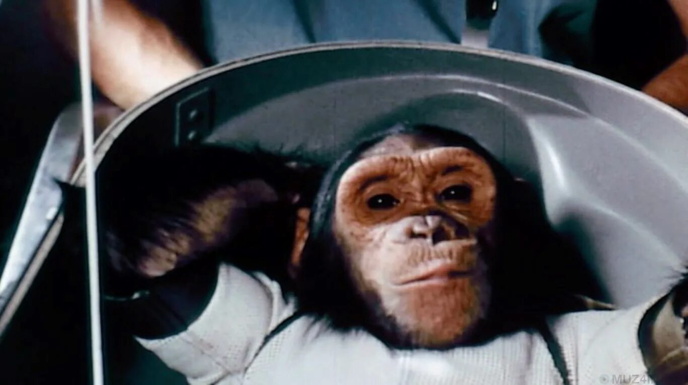 Обезьяны первыми полетели в космос. Хэм обезьяна космонавт. Шимпанзе Хэм космонавт. Обезьяны в космосе. Обезьяна в космосе первая.