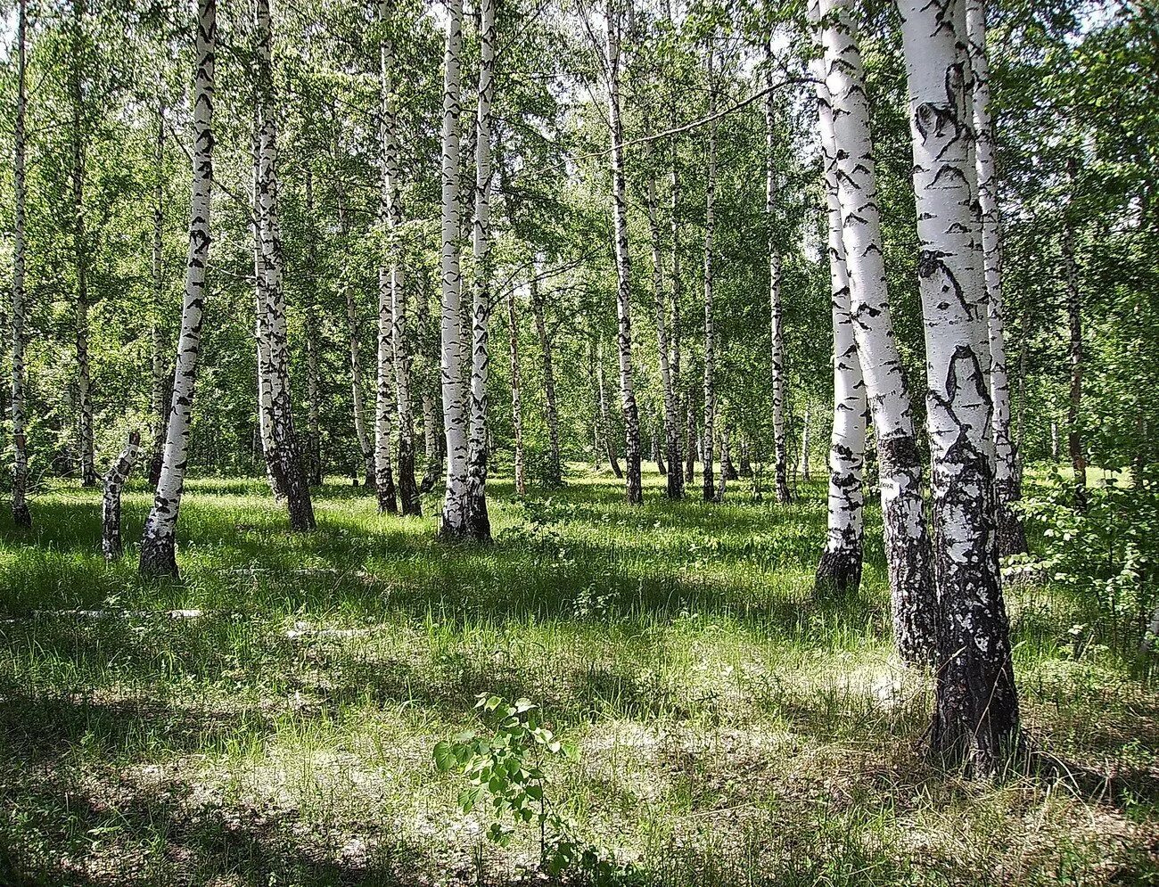 Берёзовые рощи россии. Березовая роща челябинская область. Фотограф владимир козюк. Живет в березовом лесу. Березовая роща кострома.