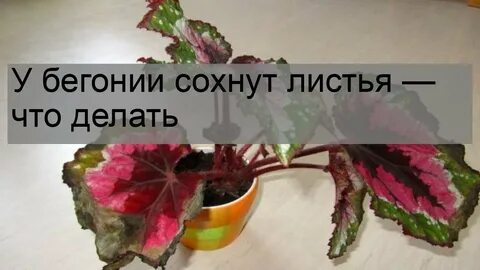 Почему у бегонии сохнут
