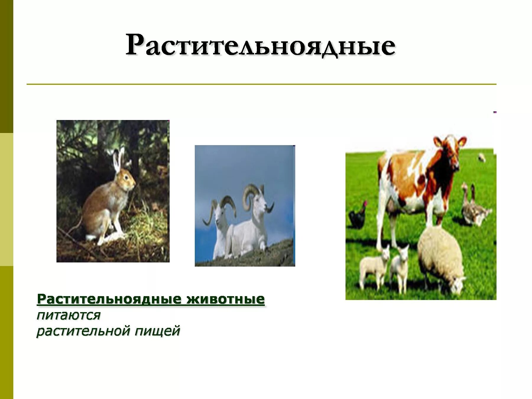 Растение растительноядное животное. Растение растительноядное животное