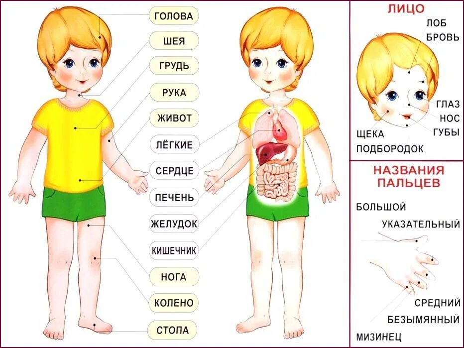 И т д и устройте. Тело человека для детей. Части тела для дошкольников. Тело человечка для детей. Части тела человека для детского сада.