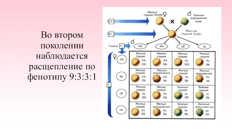 Соотношение расщепления во втором поколении. Таблицы по генетике биология. Расщепление генетика 9 3 3 1. Генетика конспект по биологии 9 класс. Биология таблица генетика.