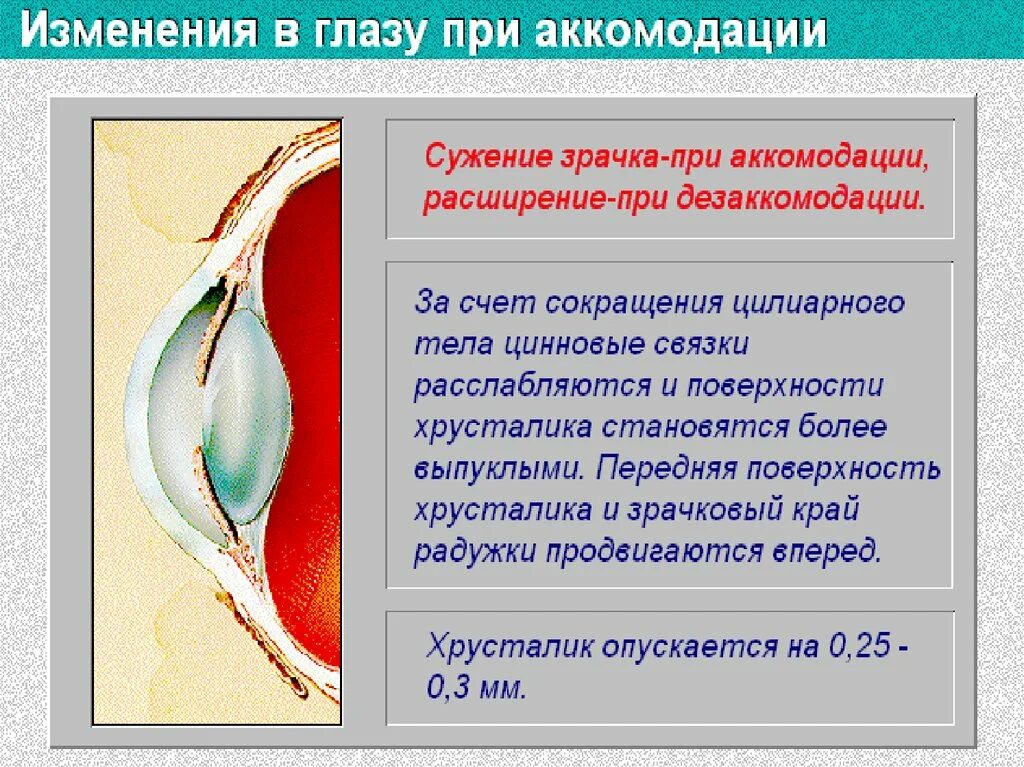 Ли спазм аккомодации. Рефракция и аккомодация глаза. Аккомодация и сужение зрачка. Аккомодация физиология. Механизм сужения и расширения зрачка при аккомодации.