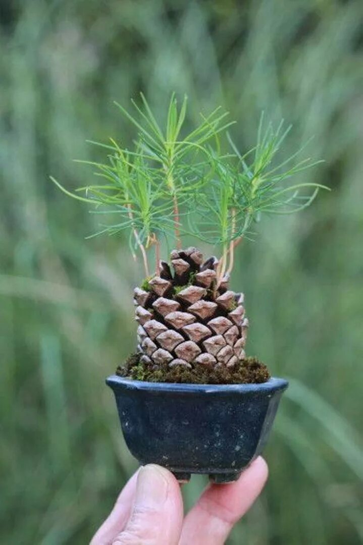 Pinus pinea орехи. Pinus pinea шишки. Хвойник кедр Сибирский. Pinus pinea Bonsai. Выращивание ели из семян в домашних