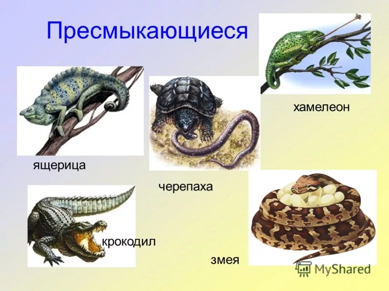 Перечислить пресмыкающихся. Класс земноводные класс пресмыкающиеся. Перечислить пресмыкающихся. Представители пресмыкающихся. Кто такие пресмыкоющие.