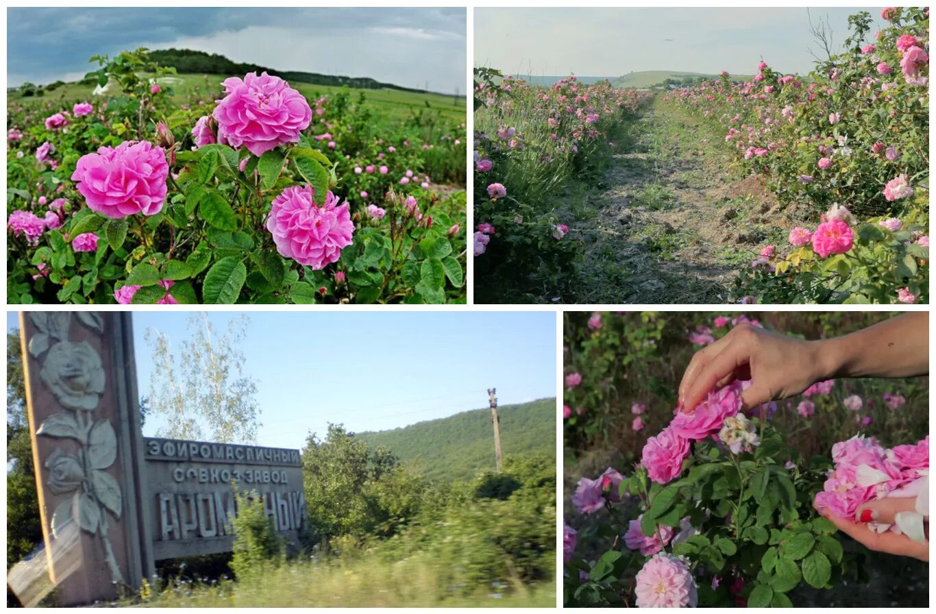 Саженцы роз в крыму. Тургеневка Долина роз Крым.