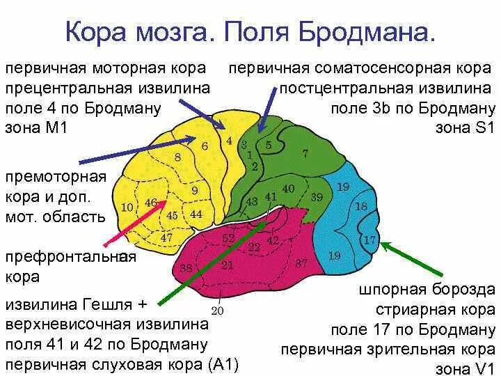 Поля коры головного мозга по Бродману. Карта полушарий мозга поля по Бродману. Карта Бродмана головного мозга. 46 Поле Бродмана.