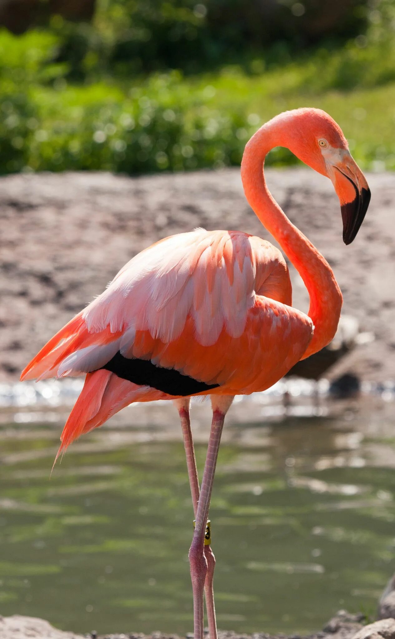 Фламинго падальщики. Фламинго обыкновенный розовый. Розовый Фламинго птица. Фламинго самка. Фломинго