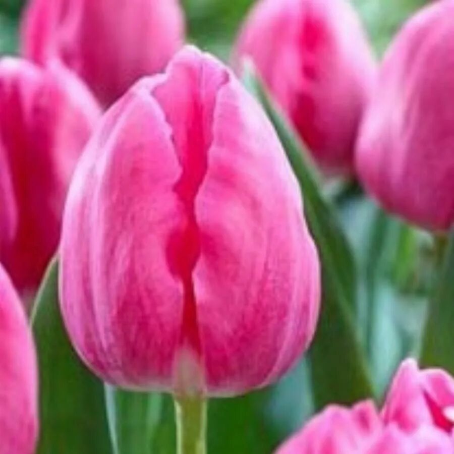 Тюльпан jumbo pink. Тюльпан пинк импрешн. Джамбо пинк фото. Сорт тюльпана джамбо пинк. Сорт тюльпанов jumbo pink.