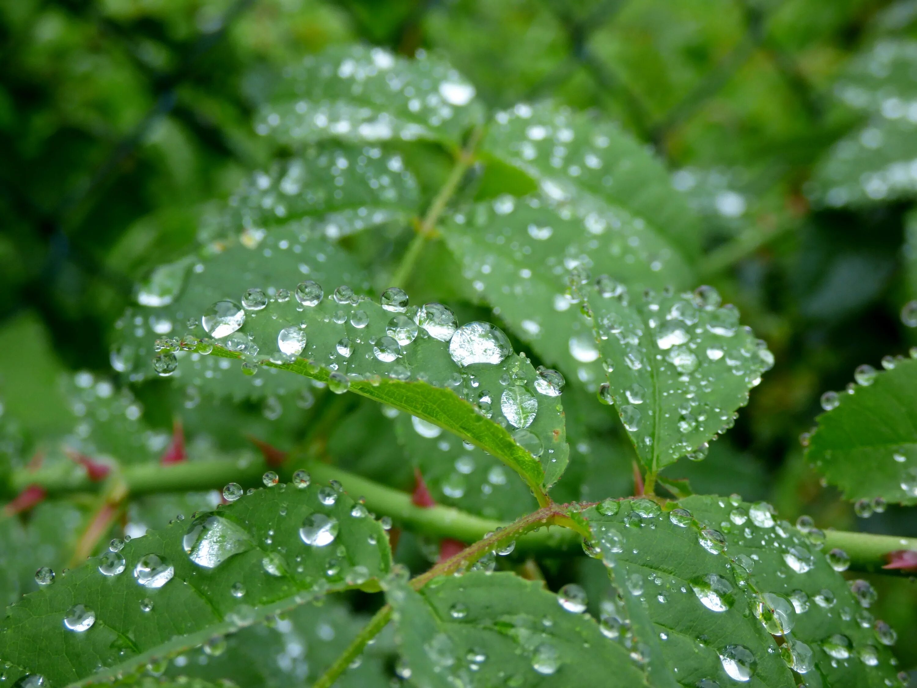 Капли дождя на деревьях. Роса на листьях. Роса на деревьях. Листва после дождя. Природпосле дождя.
