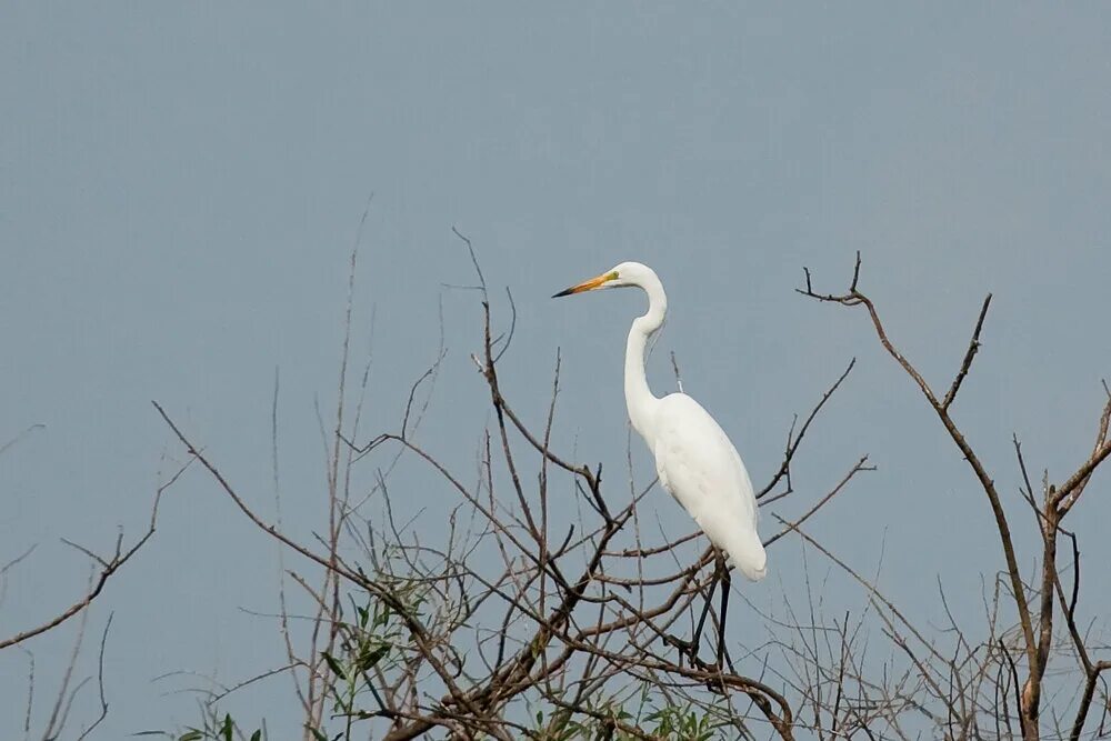 серая цапля в беларуси. координаты цапли. рисунок на координатной плоскости с координатами. цапля серая ареал. сибирская серая цапля.