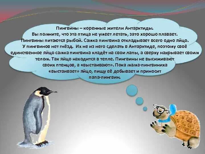 Адели пингвин камни. Почему пингвины не летают. Пингвины презентация. Пингвин не умеет. Почему пингвины не умеют летать.