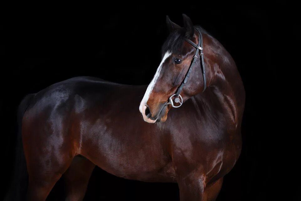 Рассмотрите фотографию коричневой лошади с черными ногами