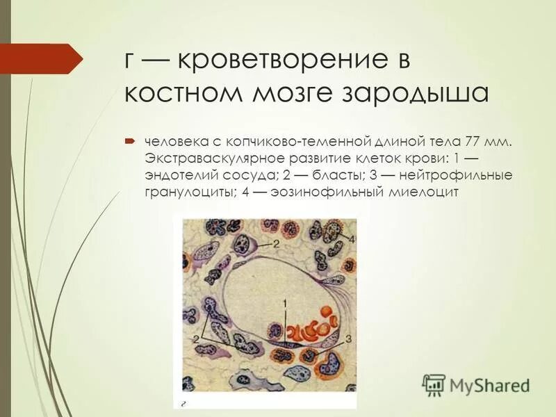 Значение и расположение красного костного мозга Костный мозг
