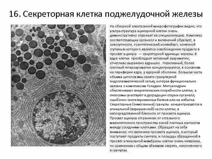 Ацинарные клетки поджелудочной железы. Секреторные клетки поджелудочной железы. А клетка поджелудочной железы микрофотография. Секреторные включения клетки функции. Секреторные б клетки