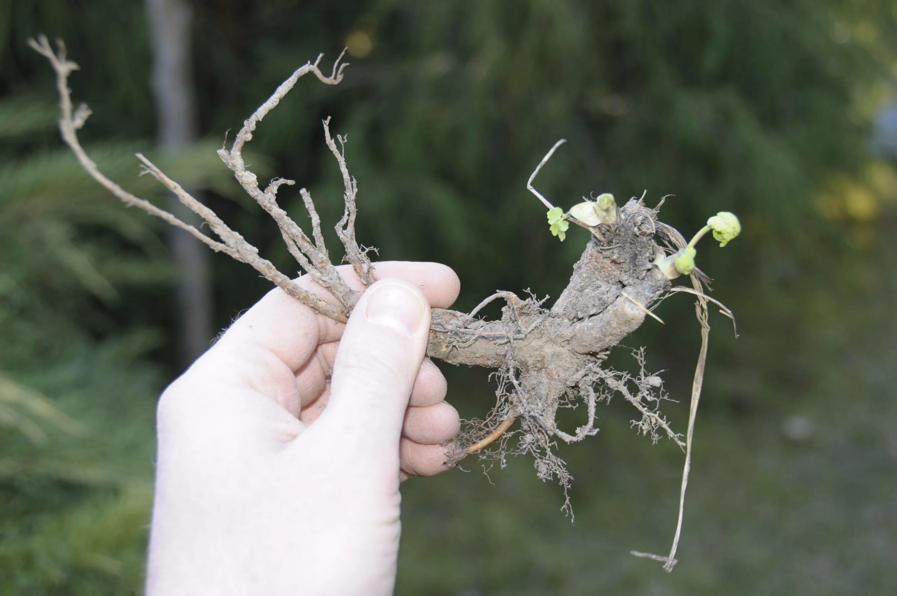 Небольшая корневая система. Растения с мощной корневой системой. Сорняк с мощной корневой системой. Сорняк цветок с мощной корневой системой. Трава с сильными корнями.