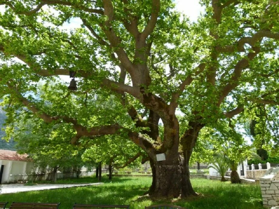 Что такое чинара. Платан Чинара дерево. Дерево Платан в Турции. Платан дерево бесстыдница. Платан дерево в Крыму.