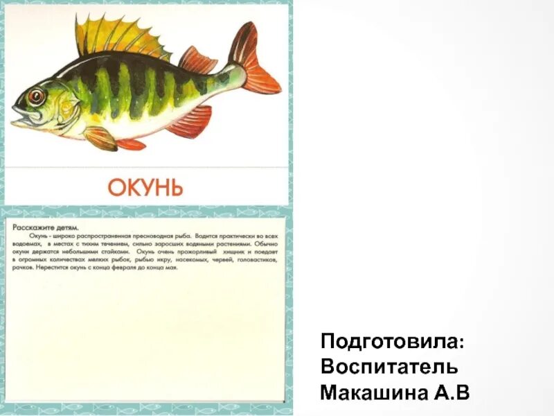 План рыбы старшая группа. Речные рыбы для дошкольников. Речные рыбки для дошкольников. Карточки Пресноводные рыбы. Карточки рыбы для дошкольников.