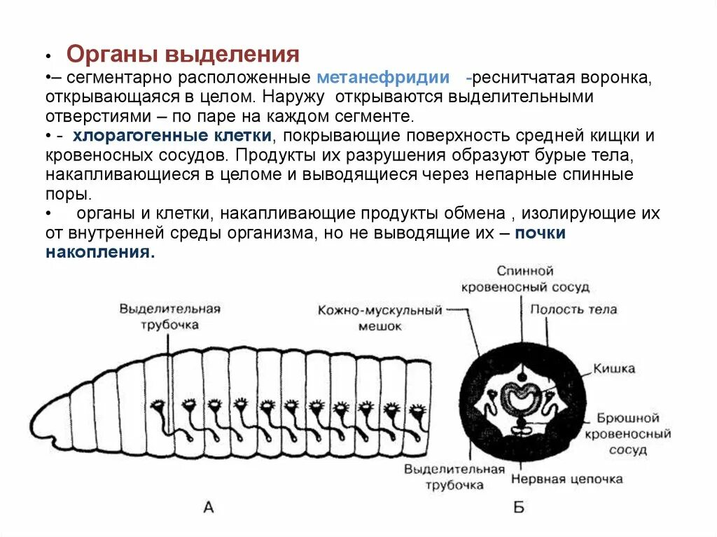 Органы выделительной системы червя. Кольчатые черви метанефридии. Метанефридии кольчатых червей. Строение метанефридия кольчатых червей. Выделительная система кольчатых червей схема.