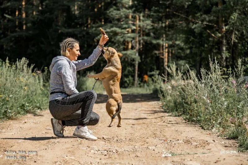 Собака коди. Коди дог порода. порода собак коди фотографии. фото собак коди дог. коди дог питер сынок.