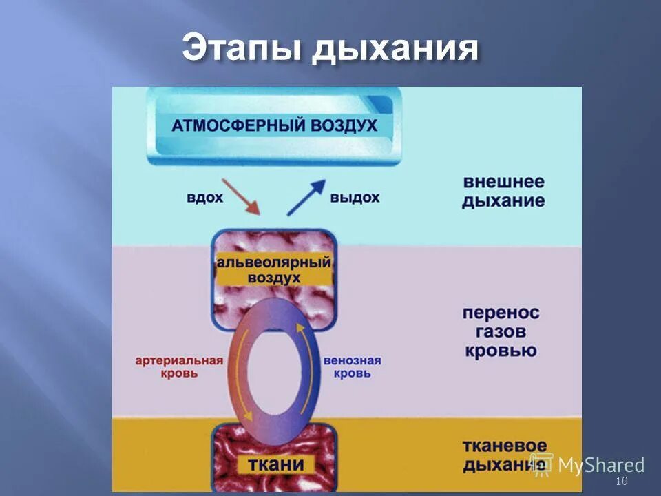 Последовательность этапов процесса дыхания. Основные этапы процесса дыхания вдох. Этапы процесса дыхания схема. Стадии процесса дыхания человека. Этапы дыхания состоят из