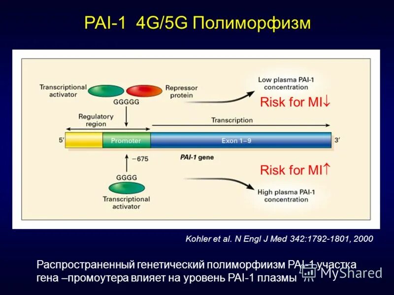 Ген pai 1. Pai 1 5g/4g. Ген pai 1 5g/4g расшифровка. Ген pai-1 4g. 4g/5g в гене pai-1 ген ингибитора активатора плазминогена-1.