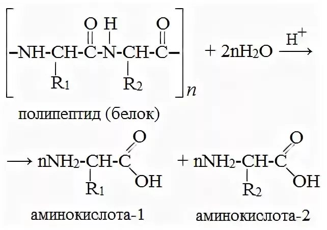 Полипептиды с азотной кислотой дают. Получение полипептида аминоуксусной кислоты. Аминоуксусная кислота полипептид. Получение аминокислот гидролизом белков. Полипептид из аминоуксусной кислоты.