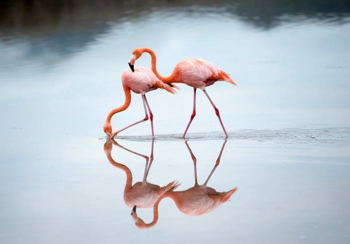 Красив фламинго. Фламинго Одюбона. Фламинго в камышах. Каракалпакстан Фламинго. Розовый Фламинго.