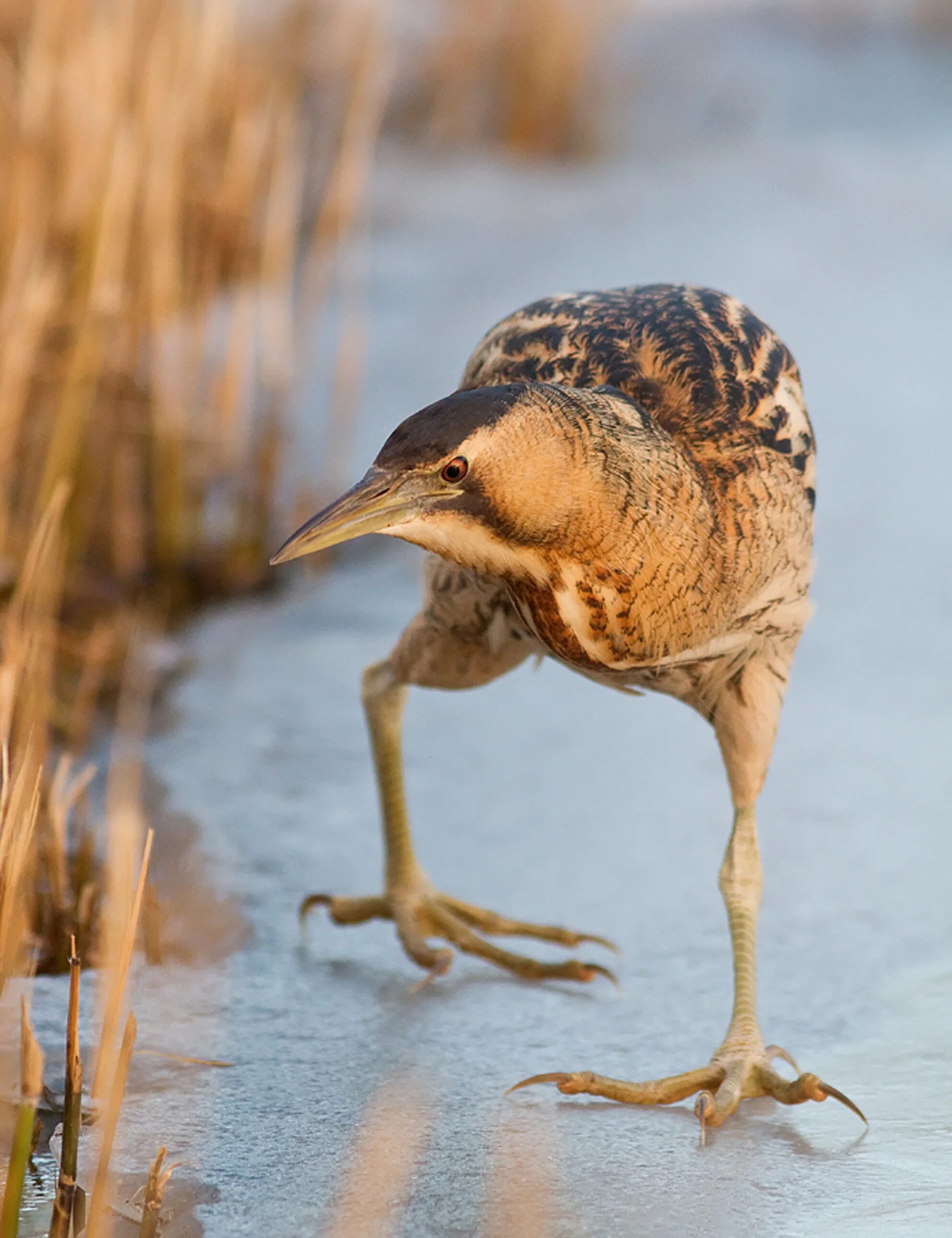 болотная птица выпь. выпь болотная. выпь болотная большая. малая выпь птица болотная. выпь обыкновенная.