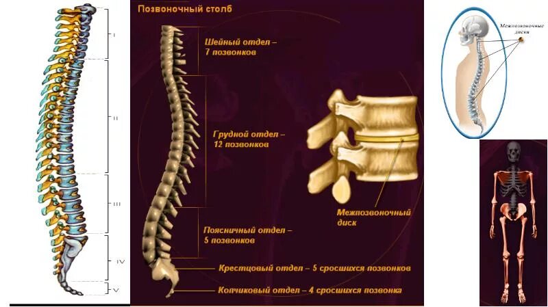 Bone vertebra neck hi-res stock photography and images - Page 3 - Alamy