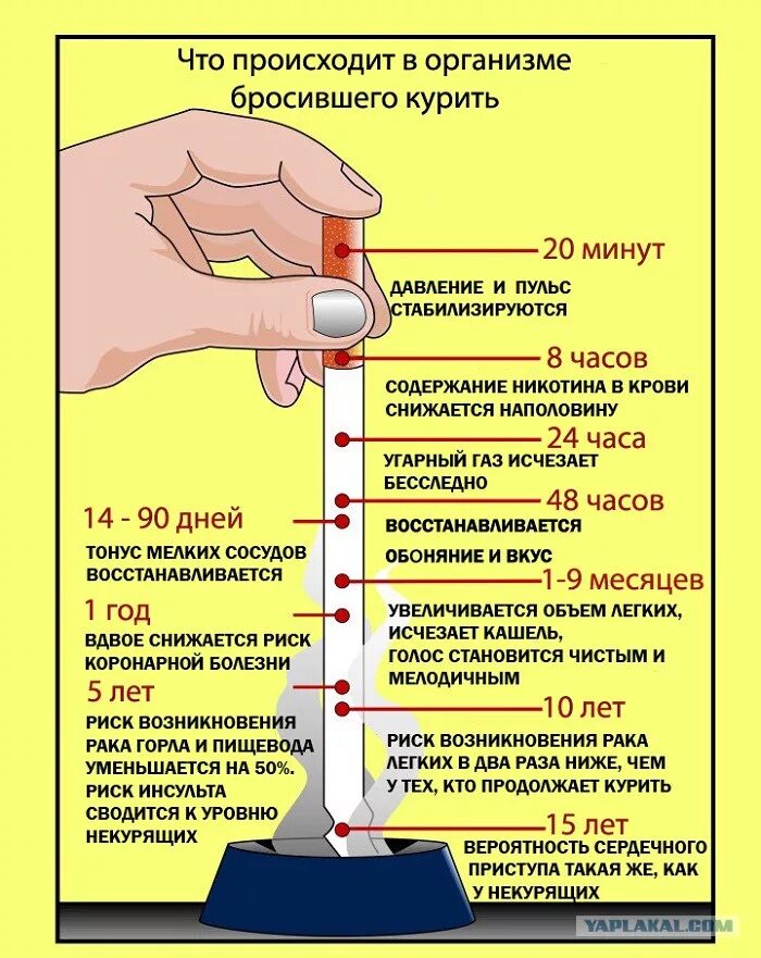 Бросил курить теперь. Как бросить курить. Если бросить курить. Выведение никотина из организма. После отказа от курения.