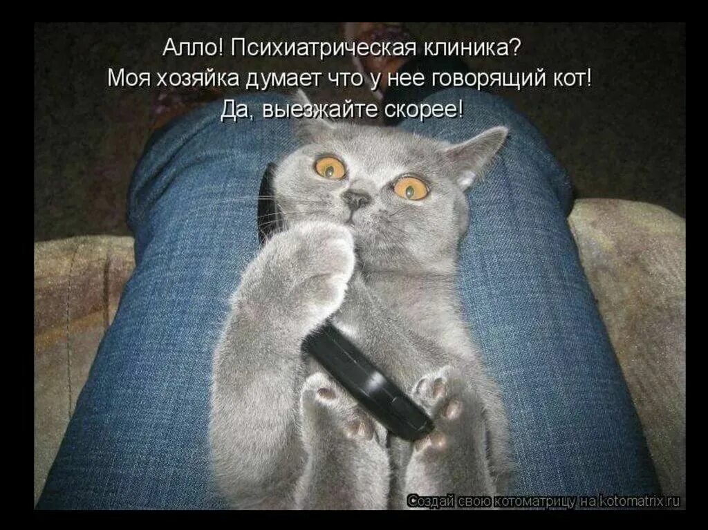 Да моя хозяйка. Прикольные кошки с надписями. Интеллектом не изуродован. Шутки про хозяйку. Да моя хозяйка.