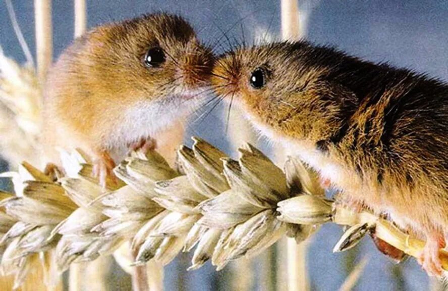 Мыши пара. Нежность животные. Мышь любовь. Мыши целуются. Мышонок целует.