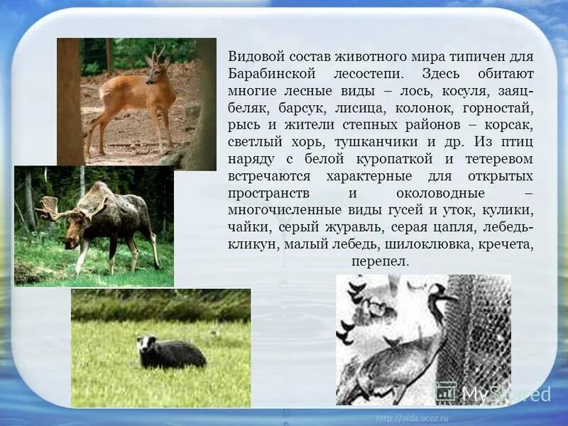 растения зоны смешанных лесов. видовой состав животных. пространственная структура биоценоза ярусность. биоценоз леса схема. структура биоценоза ярусность.