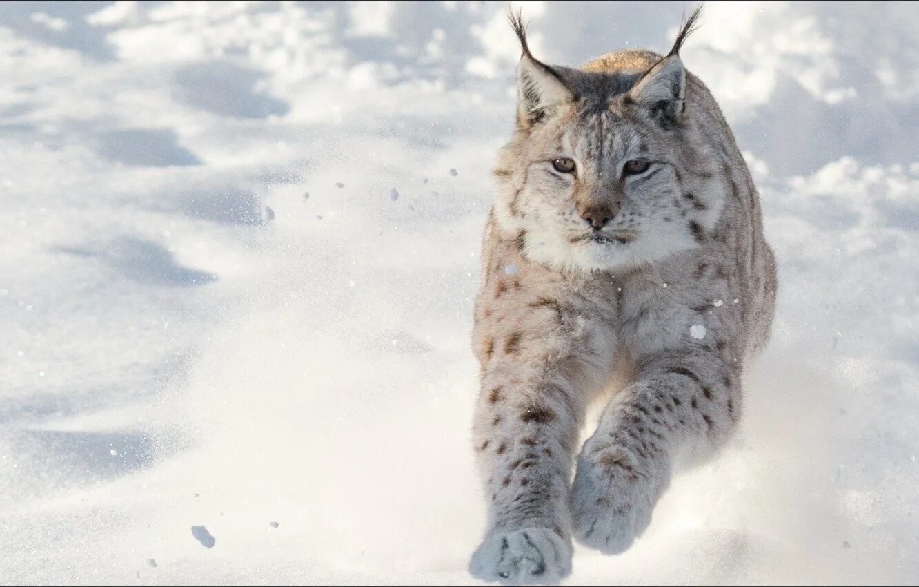 Рабочая рысь. Рысь обыкновенная Lynx Lynx Linnaeus, 1758. Канадская Рысь Бобкэт. Обыкновенная Сибирская Рысь. Рысь Таганай.