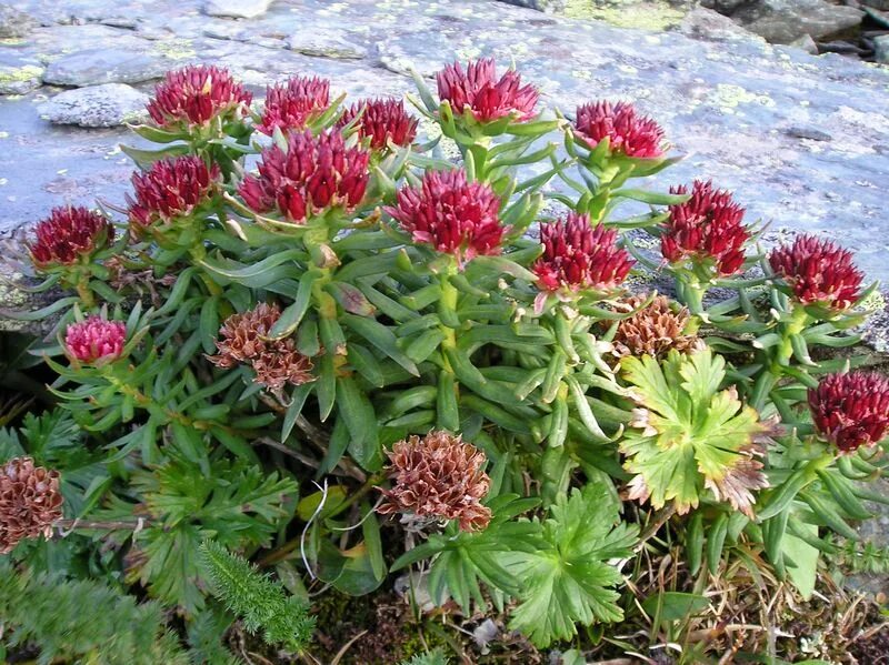 Родиола цельнолистная. Родиола розовая Rhodiola rosea. Родиола розовая (Rhodíola rósea). Родиола розовая Байкал.