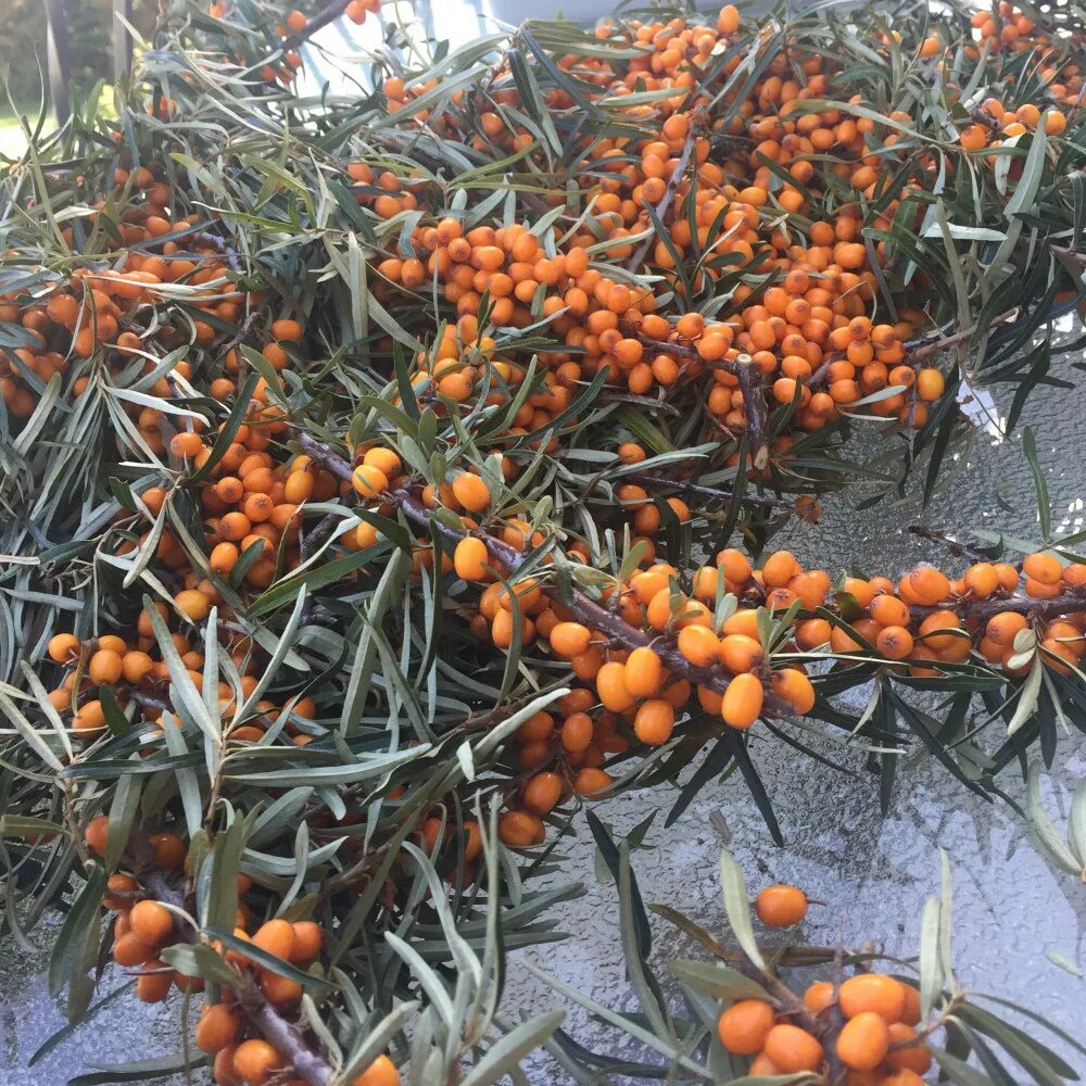 дикая облепиха. облепиха афина. облепиха крушиновидная хикул. облепиха кынгырга. облепиха дикая лесная.