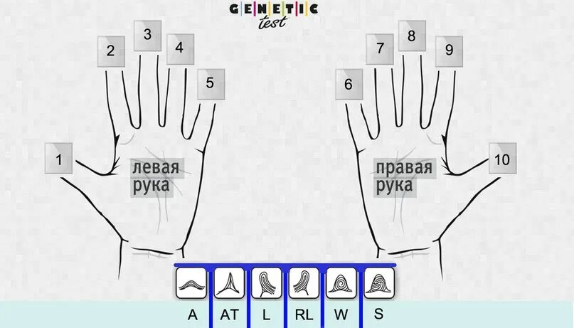 Как понять где левая где правая. Правая и левая рука. Где правая рука а где левая. Схемы правая левая рука. Где лево и право.