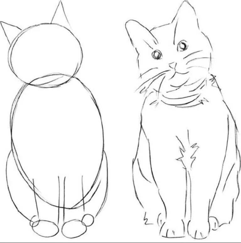 Как сделать котика нарисовали