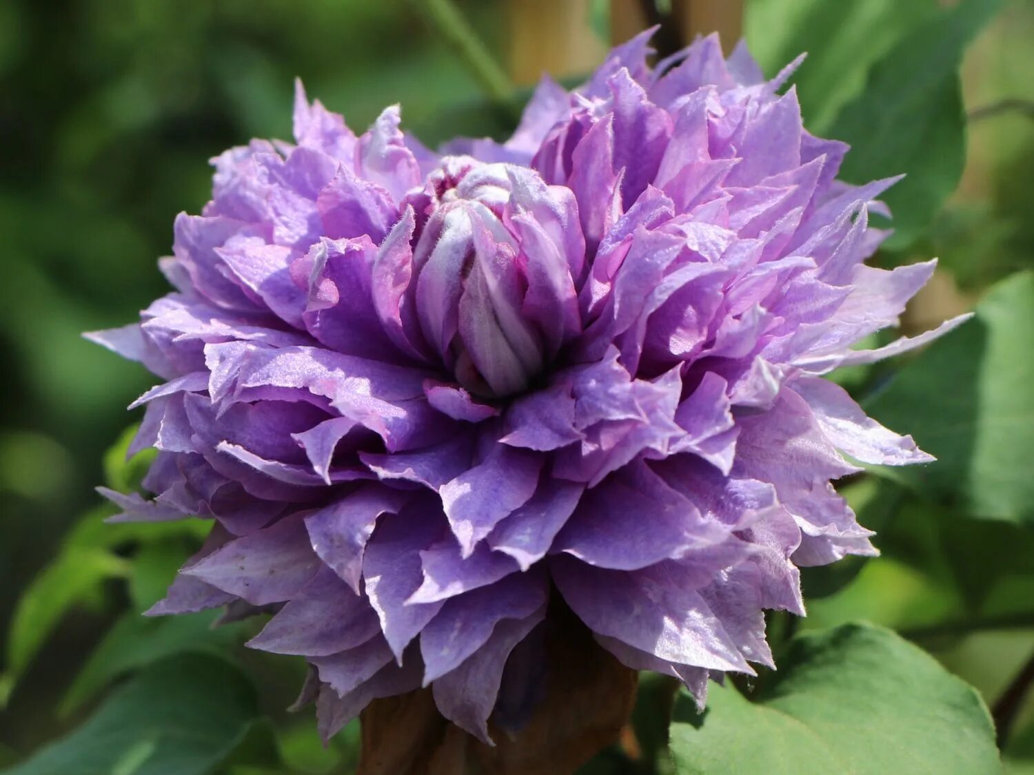 клематис вивиан пеннел. клематис вивиан пеннел. клематис пеннел. клематис пеннел. клематис пеннел.