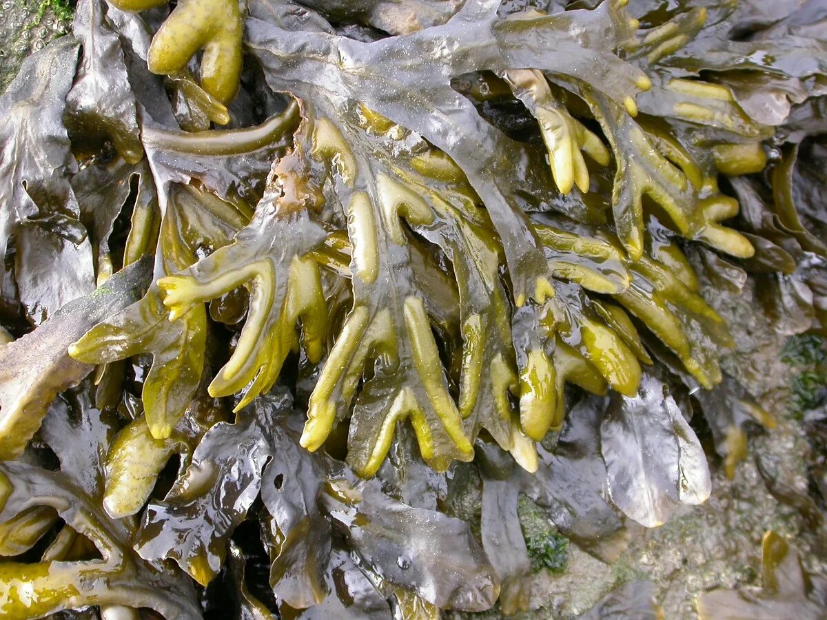 Fucus serratus. Фукус мелкопузырчатый. Водоросли залива Петра Великого. Бурые водоросли залива Петра Великого. Бурые водоросли фукус